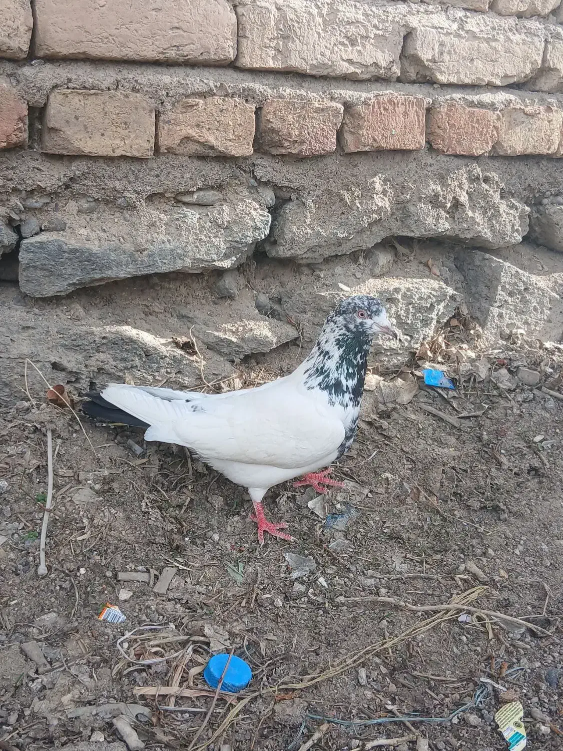 پرنده|پرنده|اردبیل, |دیوار