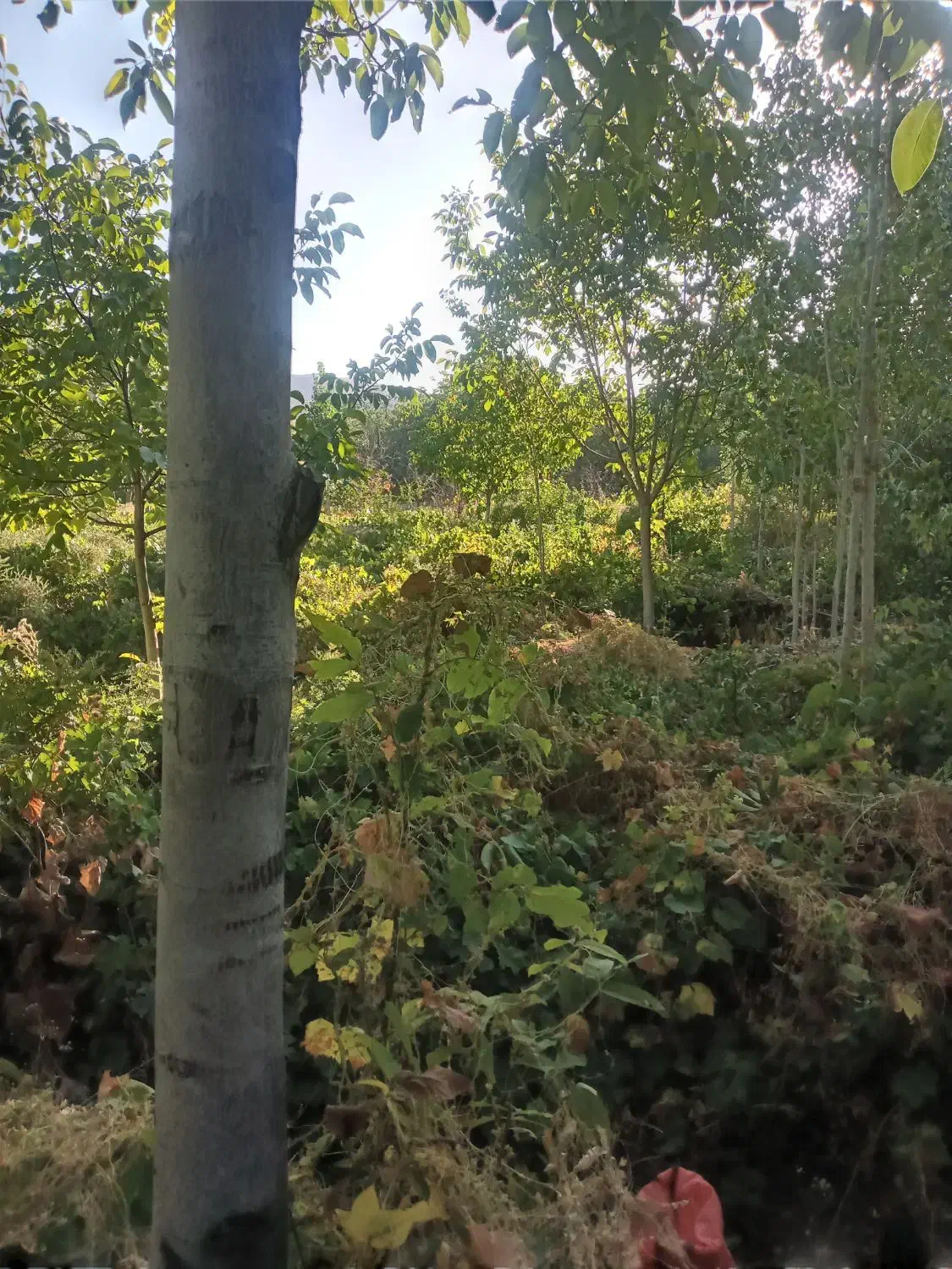 باغ انگور وگردو در زنگنه|فروش زمین و ملک کلنگی|زند, |دیوار