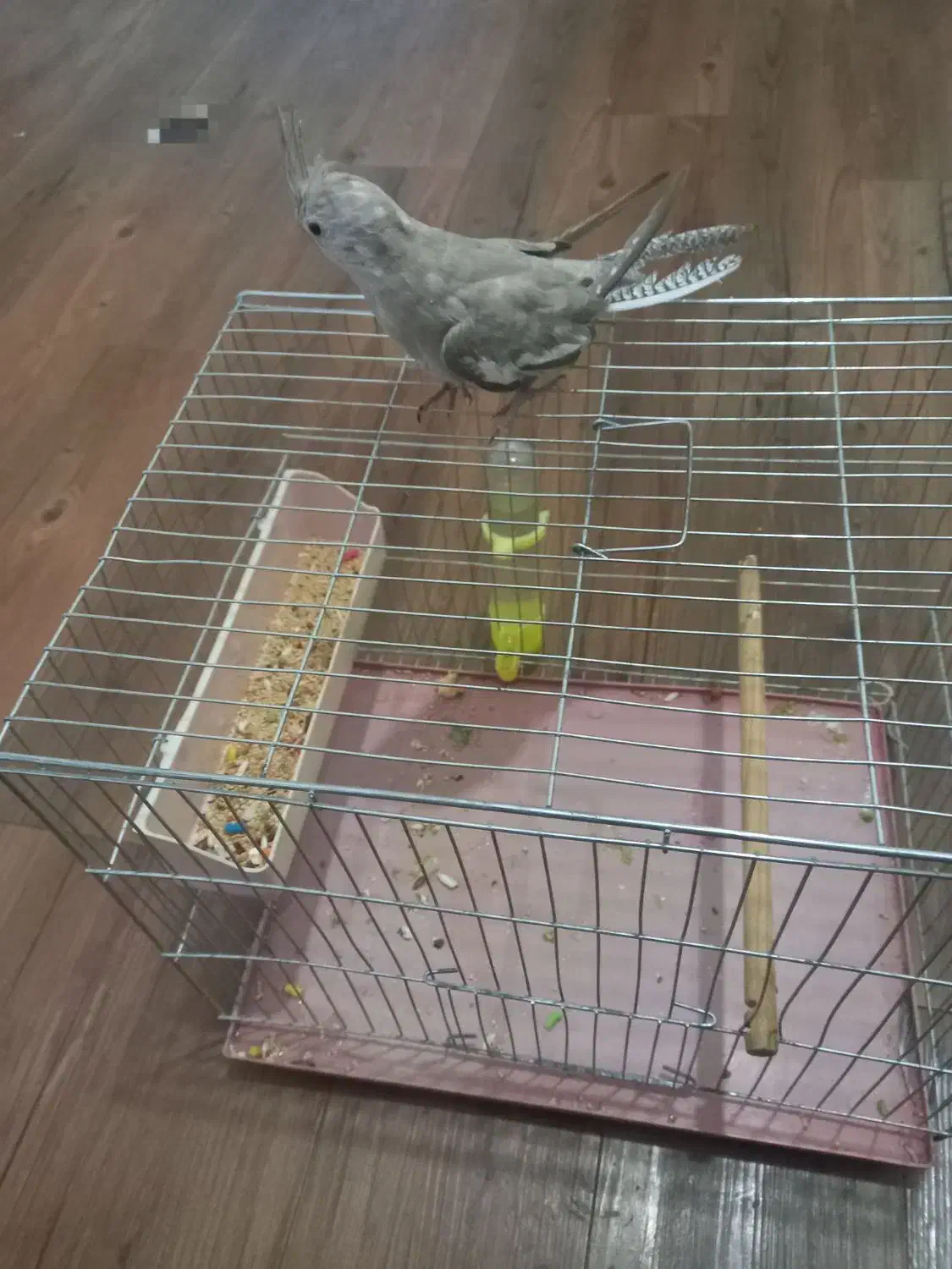 عروس هلندی|پرنده|ازنا, |دیوار