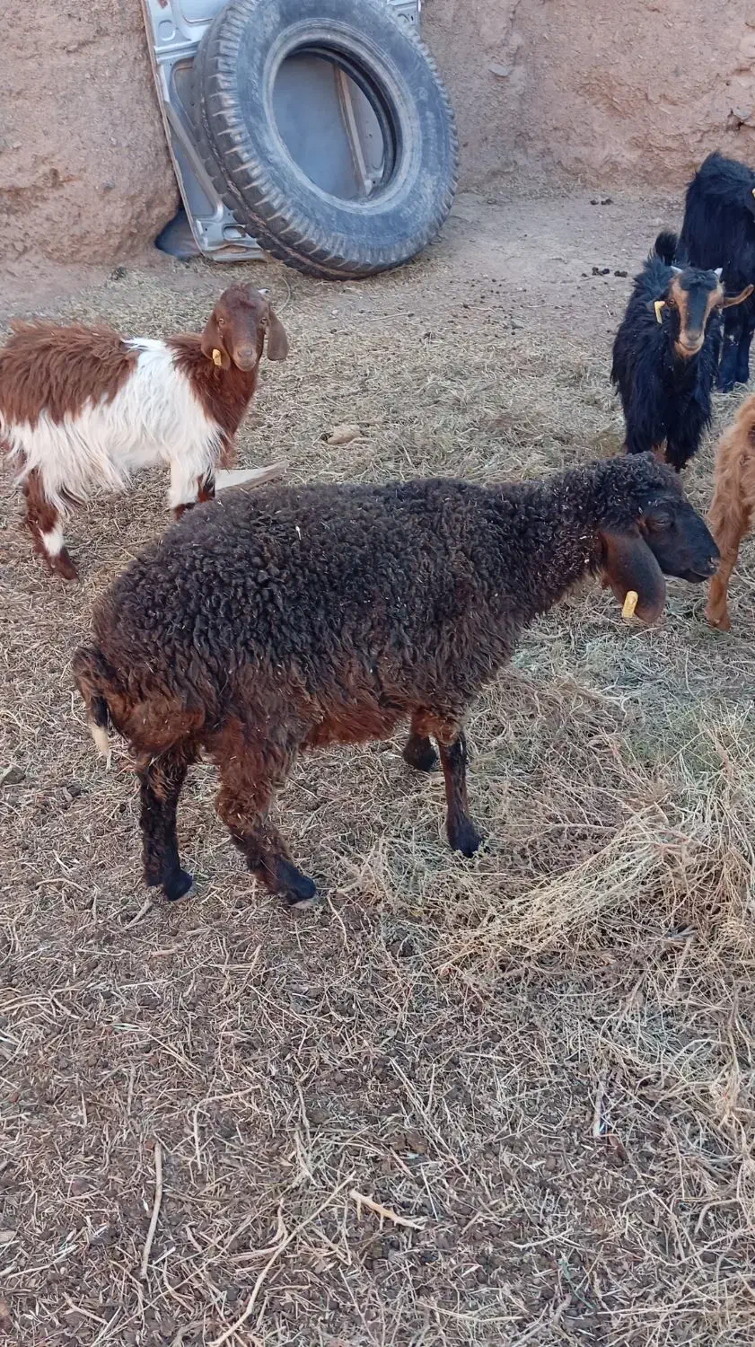 دو عدد بره ماده|حیوانات مزرعه|فردوس (خراسان), |دیوار