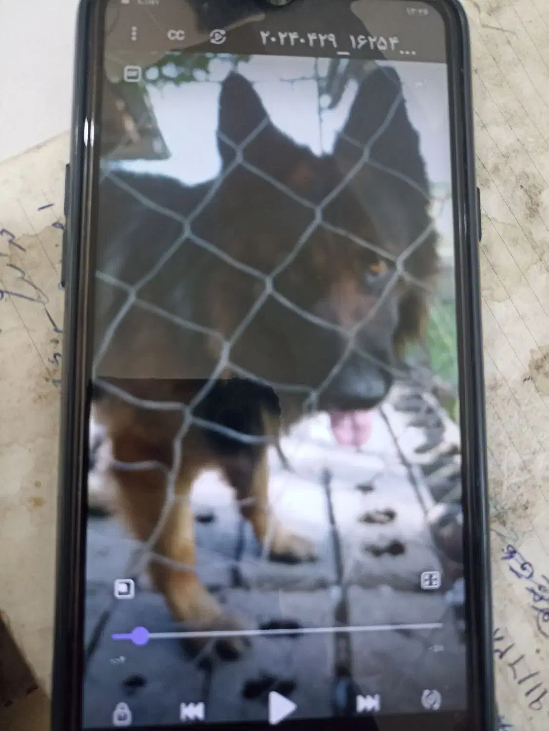 گم شده|حیوانات|سنگر, |دیوار