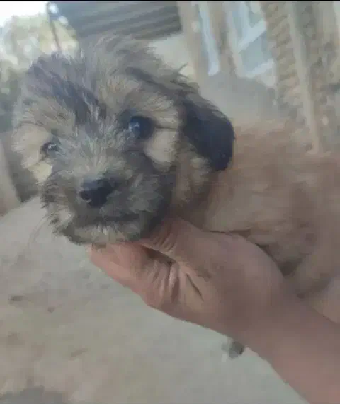 واگذاری یا معاوضه توله سگ های شیتزو اصل|سگ|میاندوآب, |دیوار