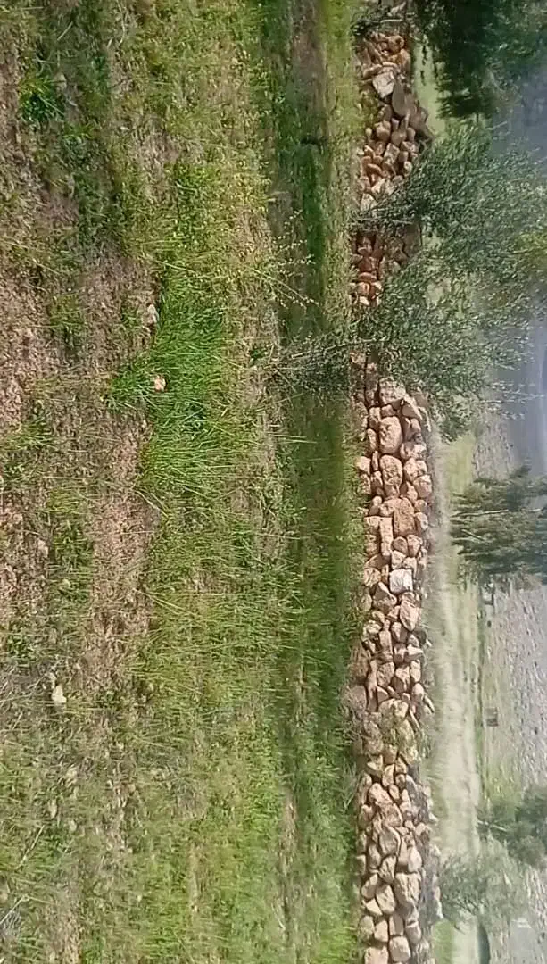 2000متر باغ انجیر وبادام سنددار|فروش دفتر صنعتی، کشاورزی، تجاری|شیراز, داریون|دیوار