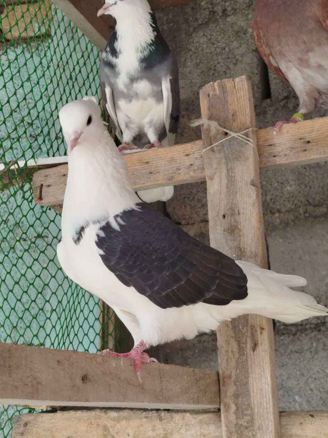 کبوتر خارجی و ایرانی|پرنده|سیمین شهر, |دیوار