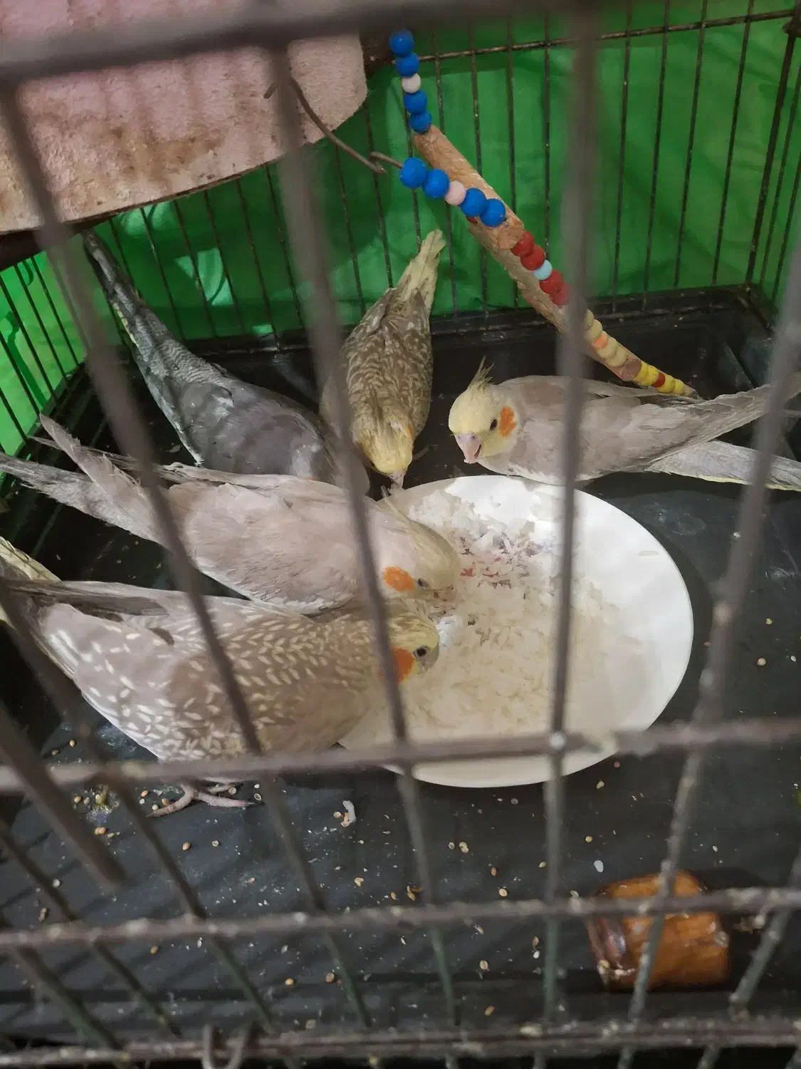 عروس هلندی|پرنده|بیجار, |دیوار