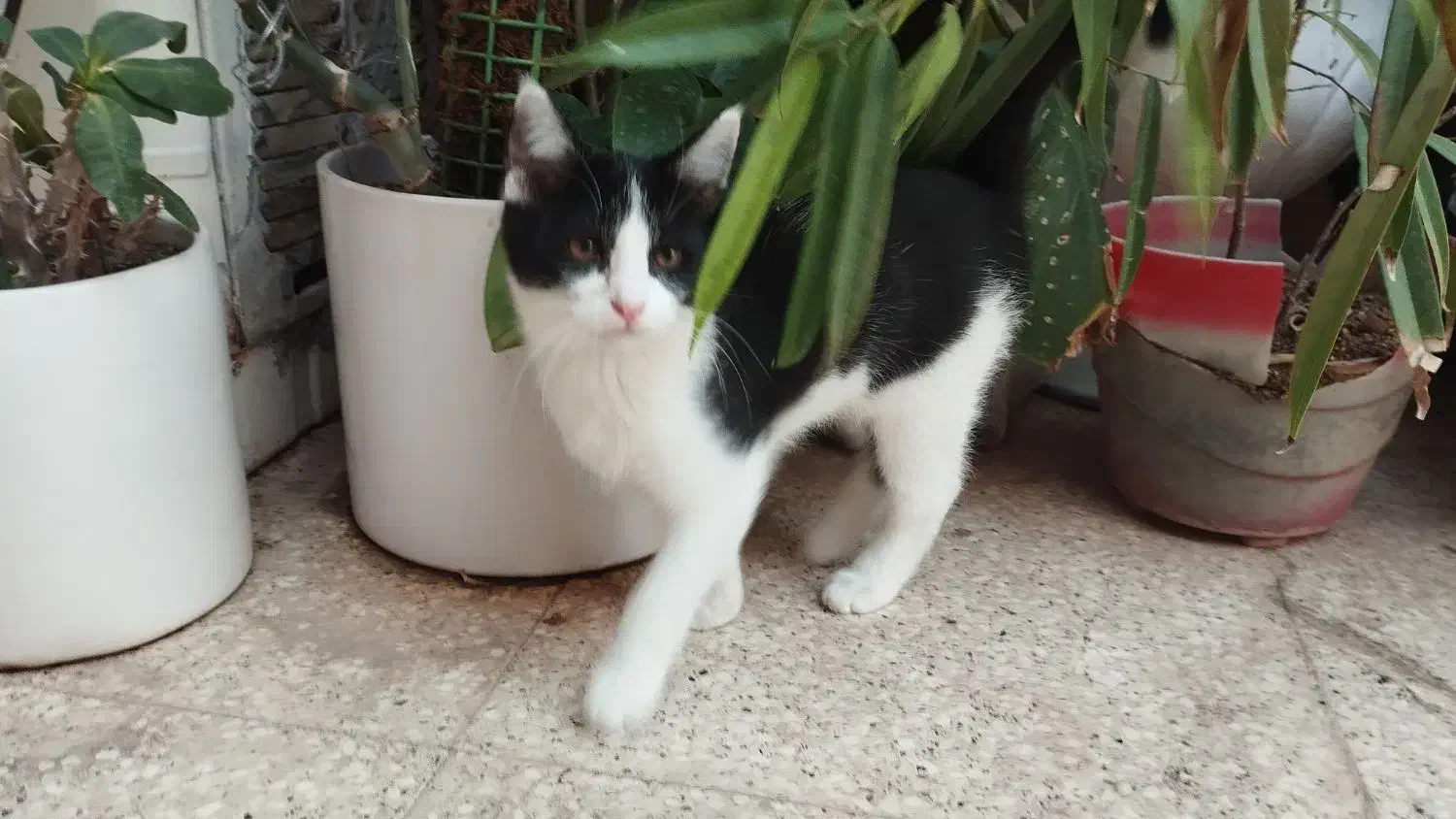 گربه رایگان|گربه|کاشمر, |دیوار