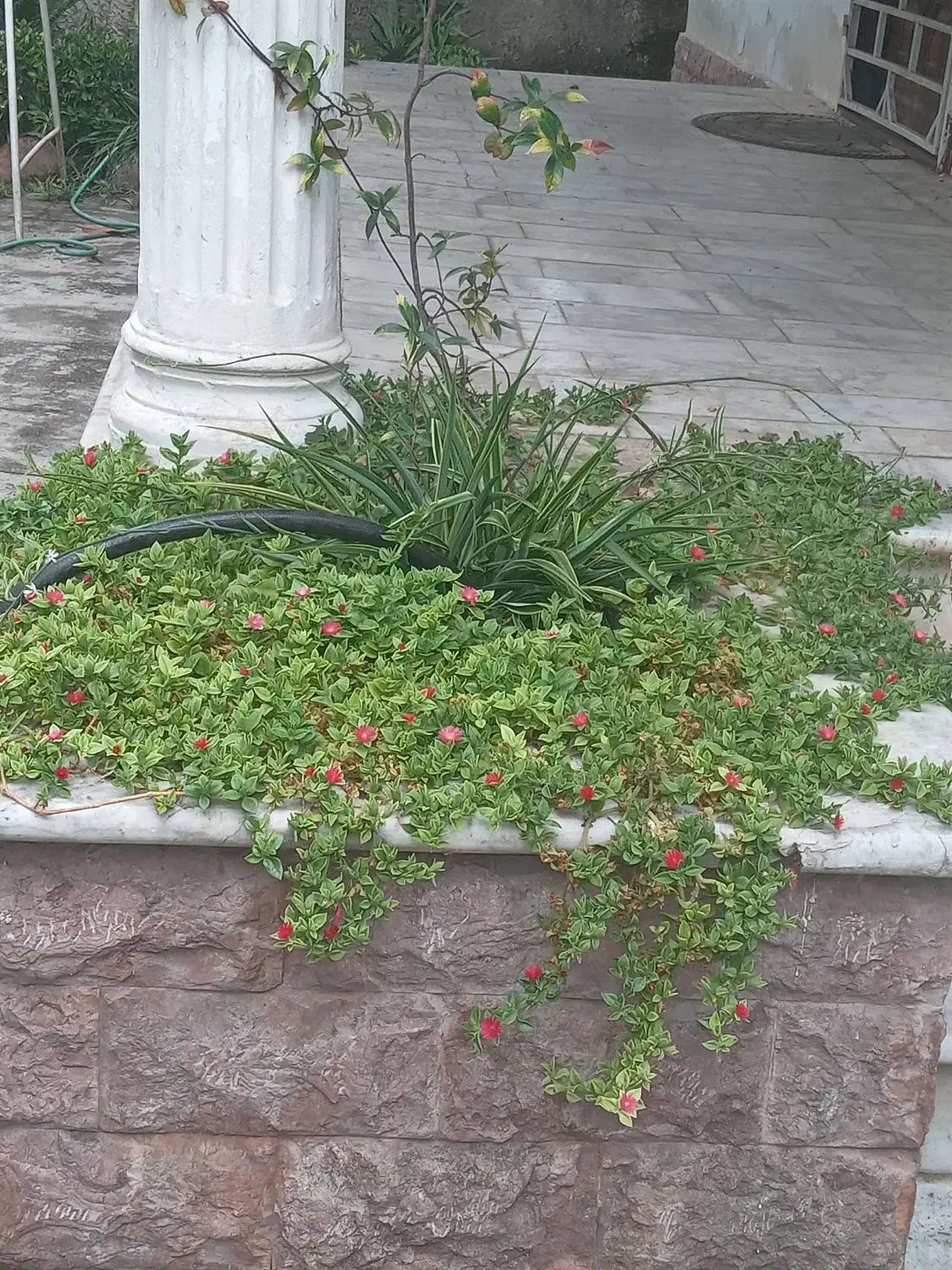 علفتراشی و سمپاشی و هرسکاری|خدمات باغبانی و درختکاری|سلمان‌شهر, |دیوار