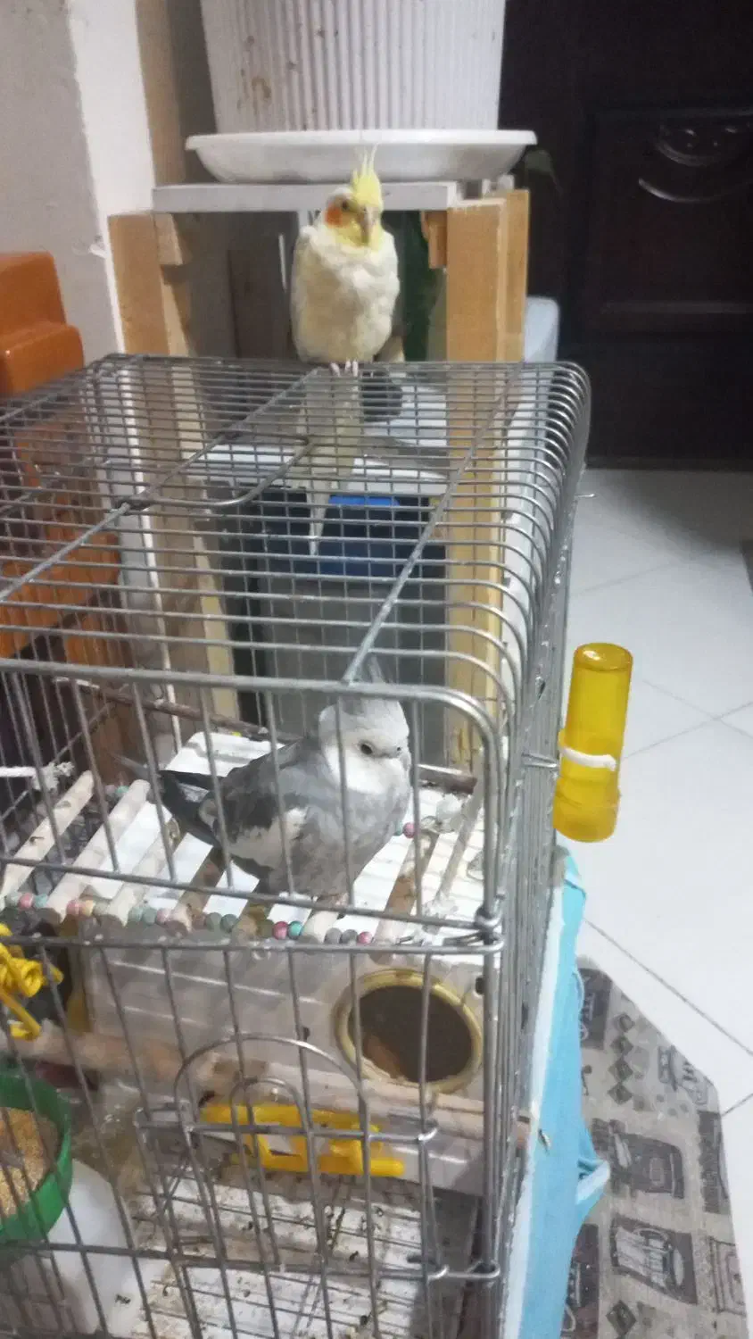 یک جفت عروس هلندی|پرنده|زرقان, |دیوار