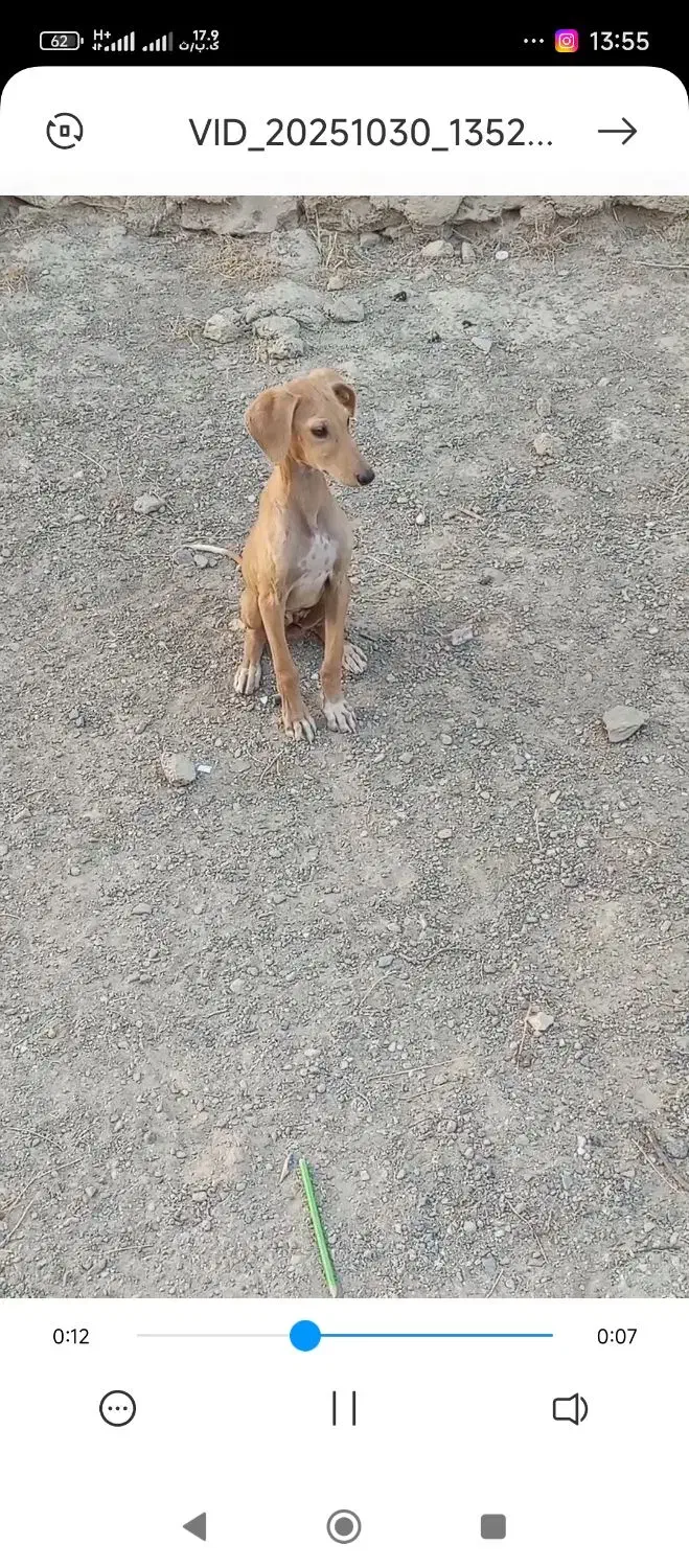 ماده تازی توله|سگ|دیواندره, |دیوار