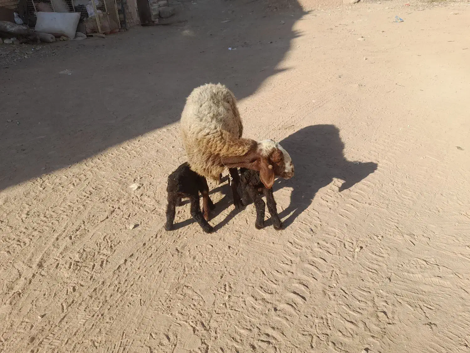 بره ی نر|حیوانات مزرعه|کوهدشت, |دیوار