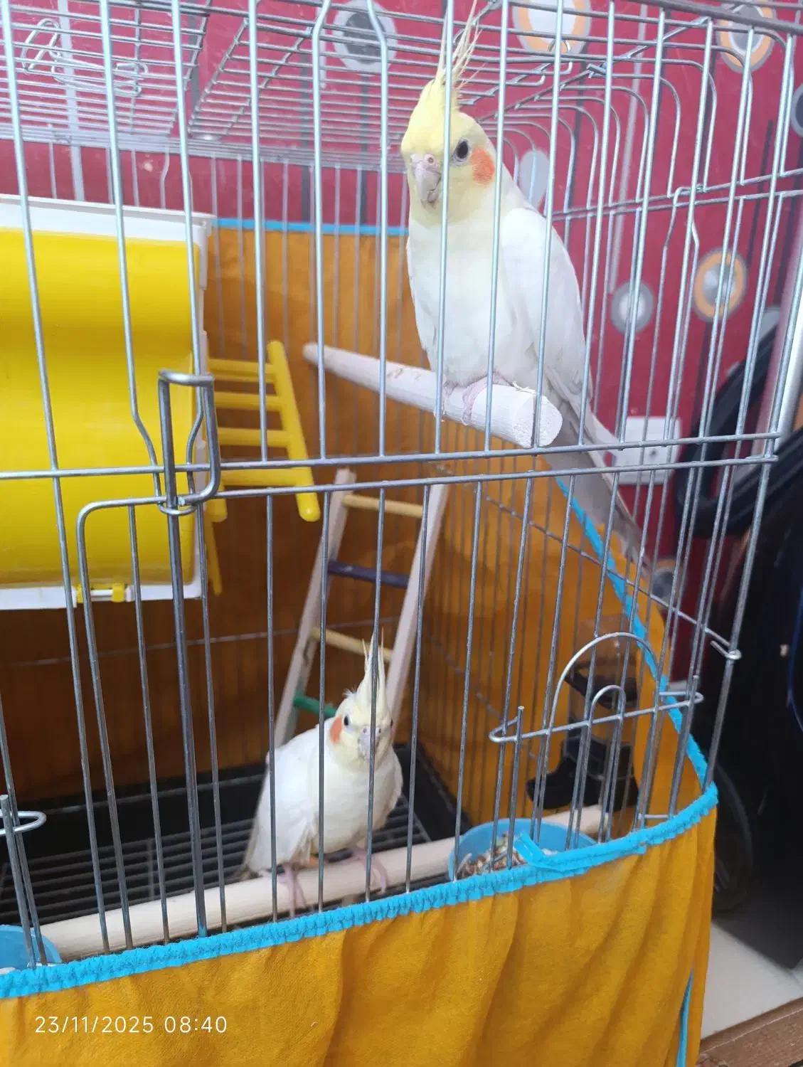 طوطی عروس هلندی|پرنده|محمدیه-قزوین, |دیوار