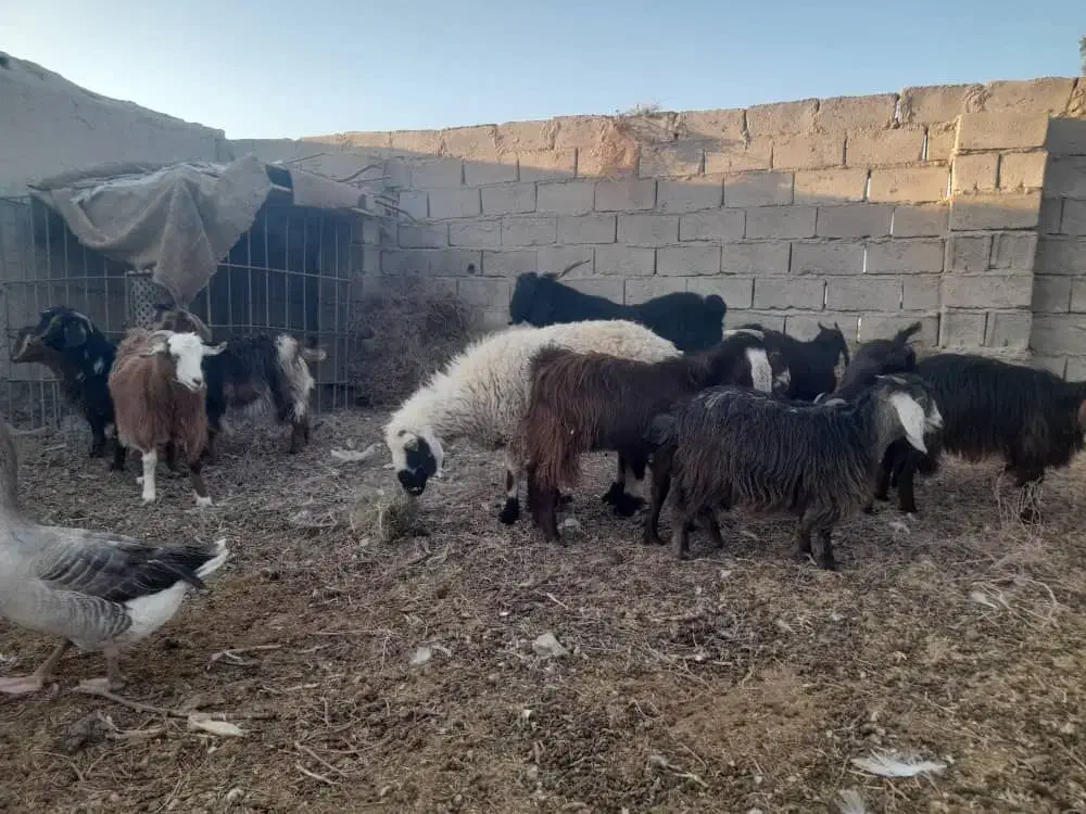 ۱۶ راس بزغاله چاق و چلبک نرو ماده به قیمت مناسب|حیوانات مزرعه|هامون, |دیوار