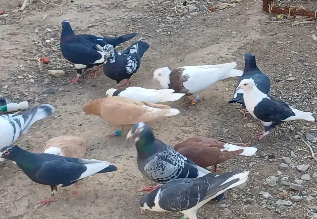 کبوتر جفتی|پرنده|کشکوئیه, |دیوار