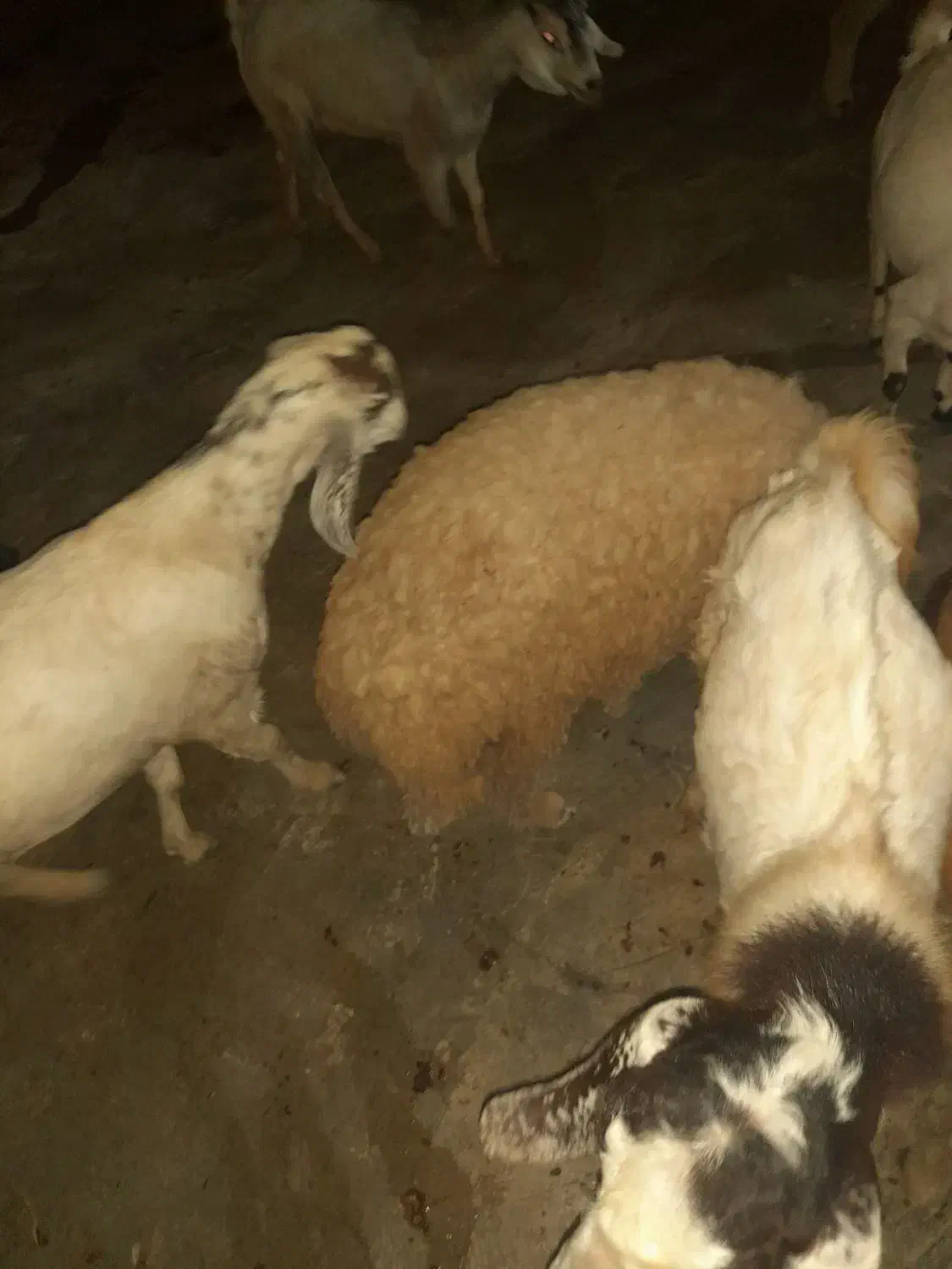 فروش کهره نر و بره|حیوانات مزرعه|میناب, |دیوار