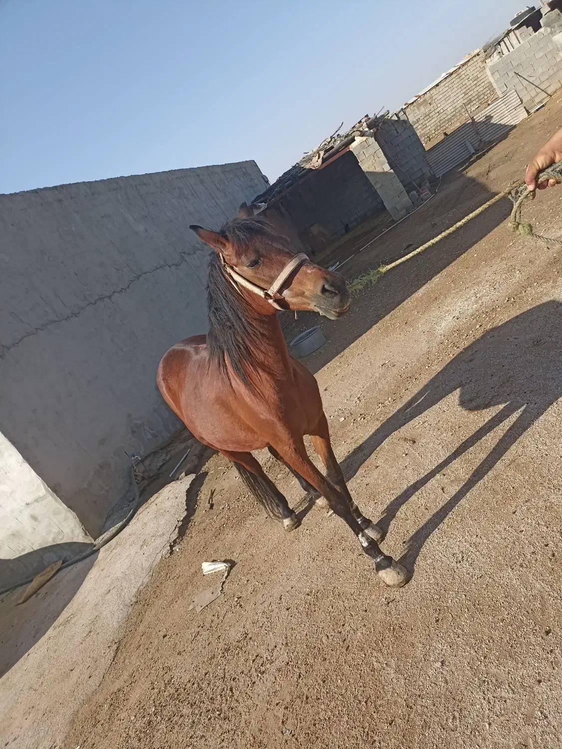 اسب|اسب و تجهیزات اسب‌سواری|کارون, |دیوار