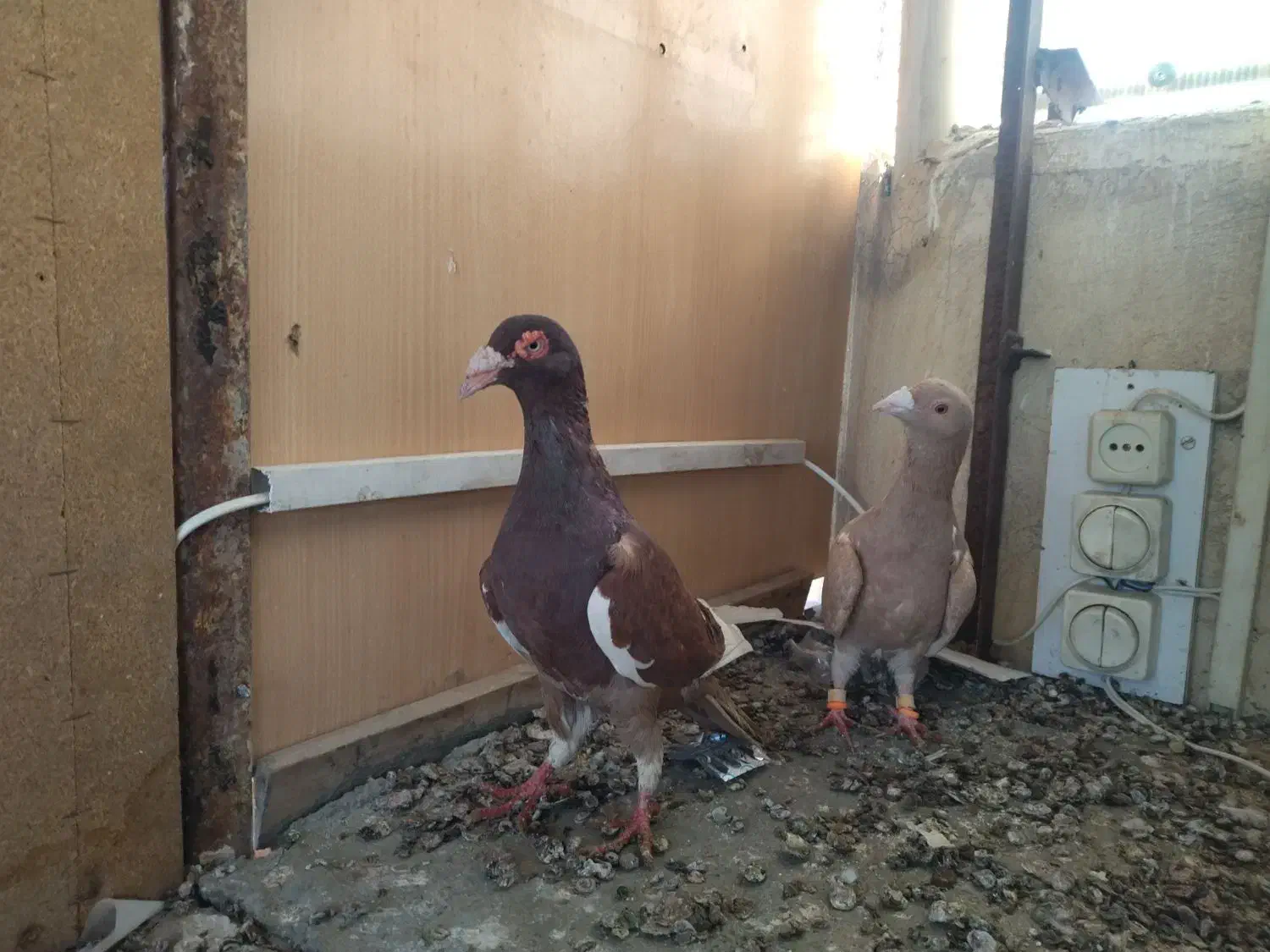 نروماده|پرنده|مشهد, ایثار|دیوار