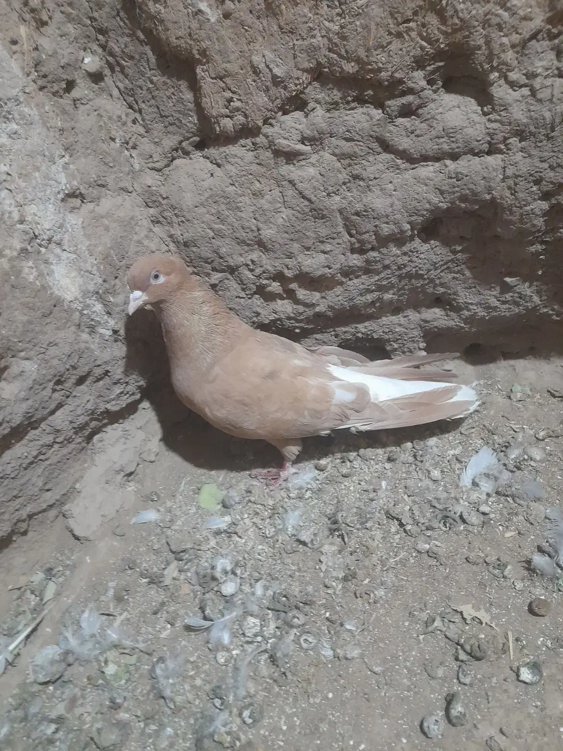 کبوتر|پرنده|طاغنکوه, |دیوار