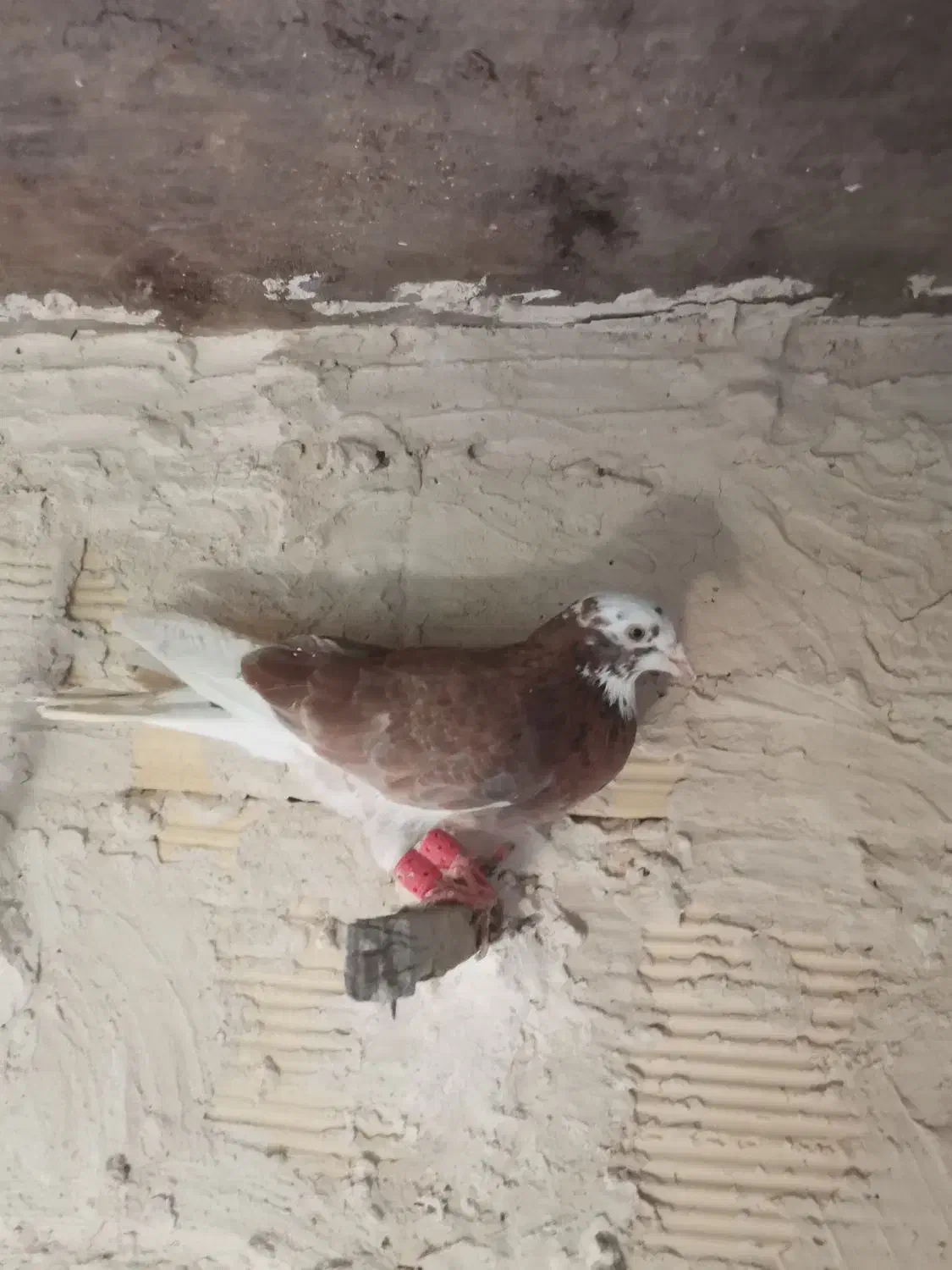 تعدادی کبوتر یا کفتر|پرنده|مشهد, شهید قربانی|دیوار