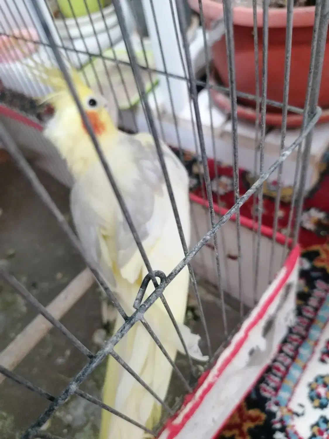 عروس هلندی|پرنده|بوشهر, |دیوار