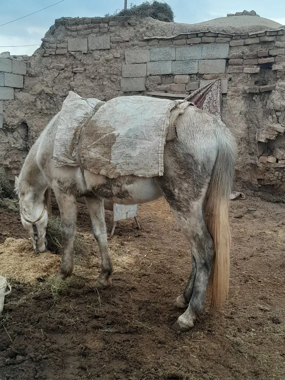 اسب نریون|اسب و تجهیزات اسب‌سواری|سبزوار, کوی بهار|دیوار