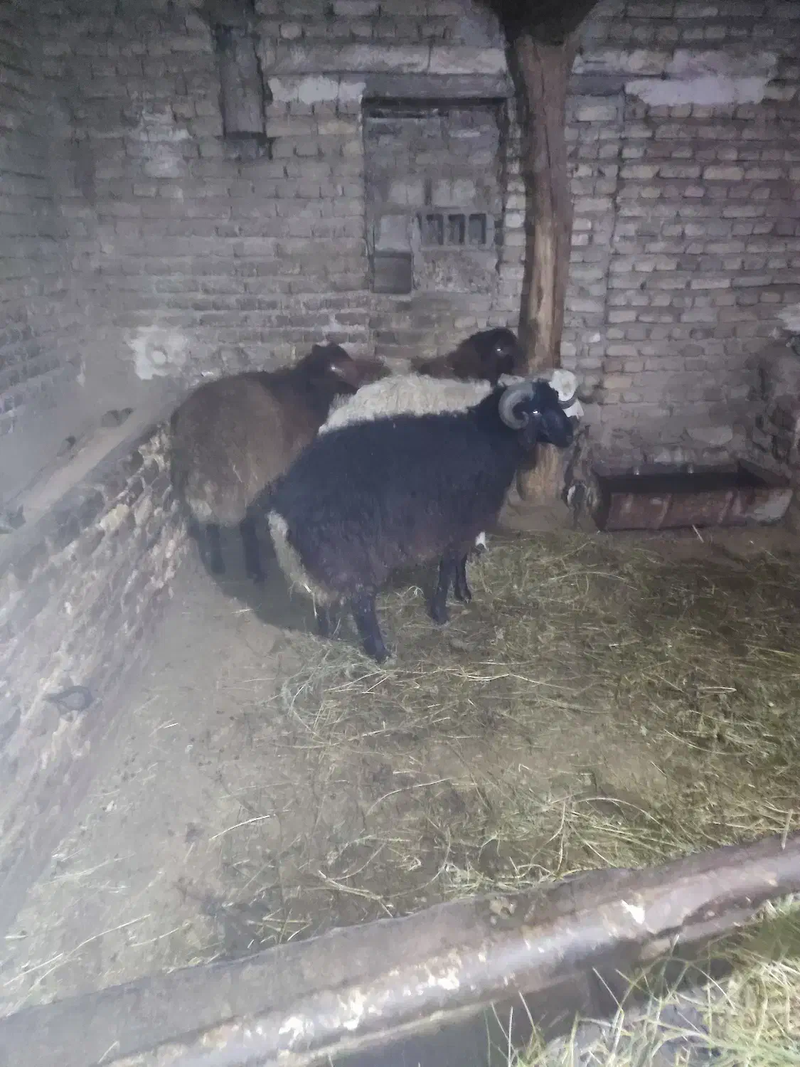 فروش چهار عدد تخلی گوشتی|حیوانات مزرعه|ایواوغلی, |دیوار