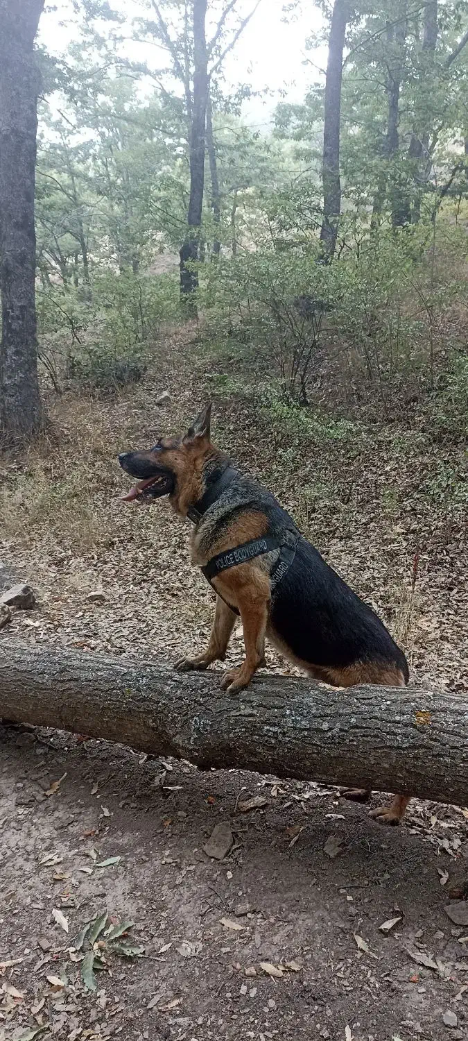 سگ ژرمن|سگ|آشخانه, |دیوار