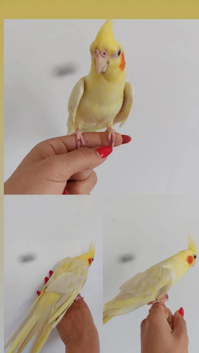 عروس هلندی لوتینو|پرنده|لاهیجان, کوی زمانی|دیوار