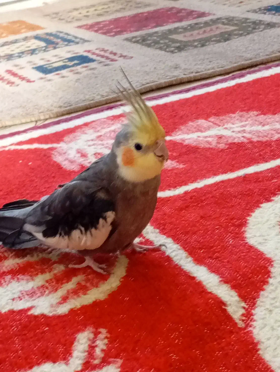 عروس هلندی سخنگو|پرنده|کوهدشت, |دیوار