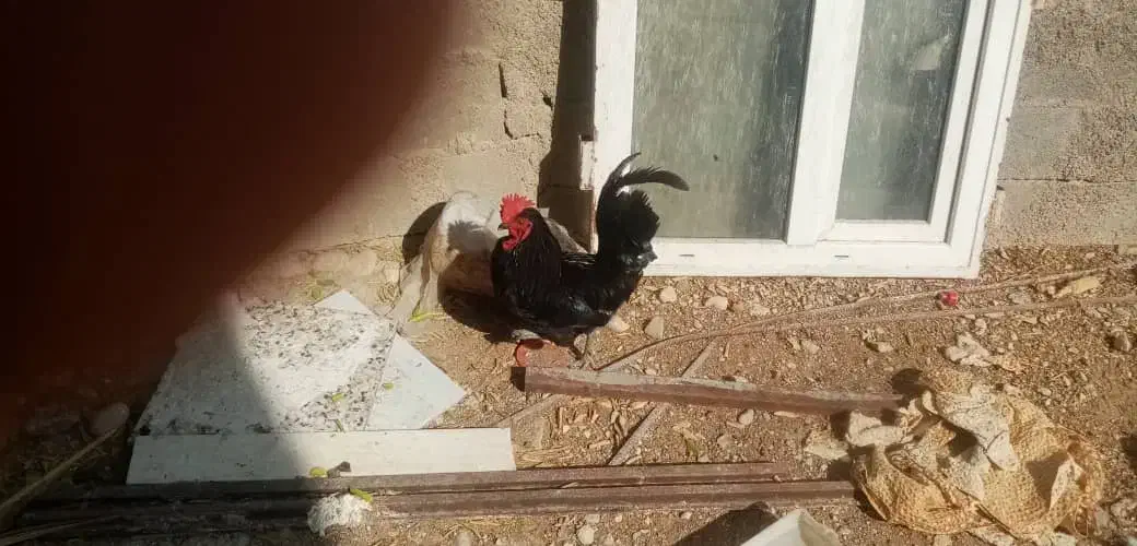 خروس محلی چهل تاج|حیوانات مزرعه|بندر دیر, |دیوار