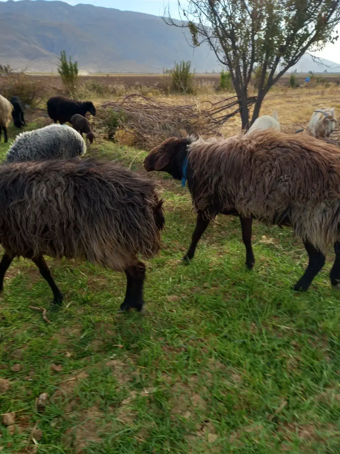 قوچ همو|حیوانات مزرعه|رونیز, |دیوار