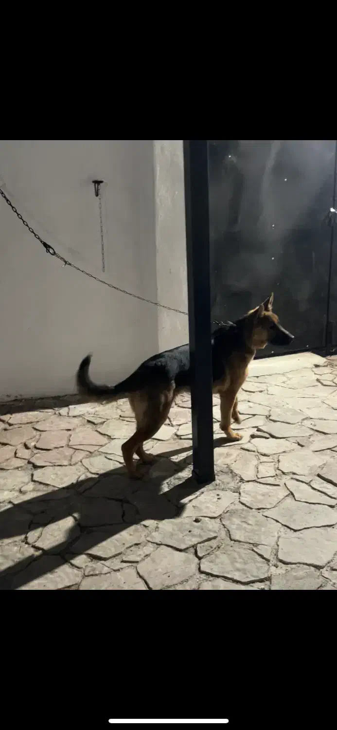 سگ ژرمن ف مناسب|سگ|اردبیل, |دیوار