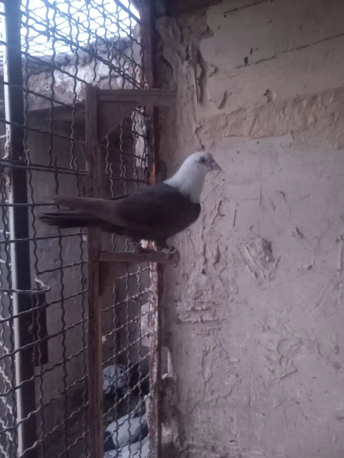 ماده رسمی|پرنده|مشهد, آبکوه|دیوار