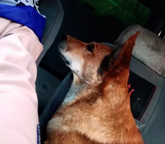 سگم گمشده|حیوانات|کرمان, |دیوار