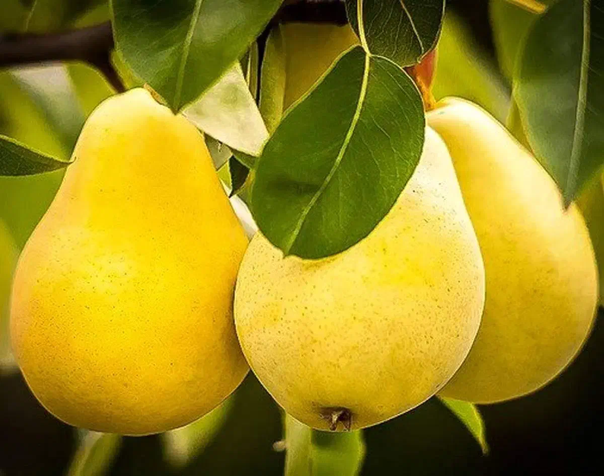 کودکشاورزی ارگانیک|خدمات باغبانی و درختکاری|تهران, نارمک|دیوار