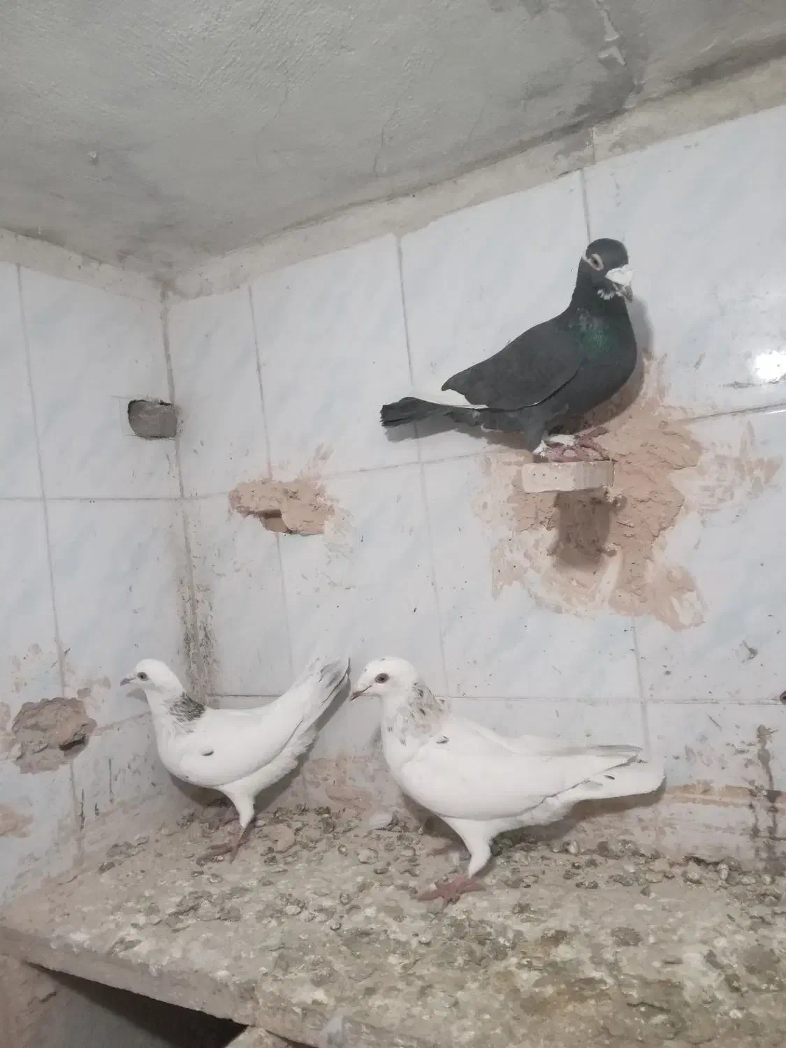 ۳عدد پرشی|پرنده|اسفراین, |دیوار