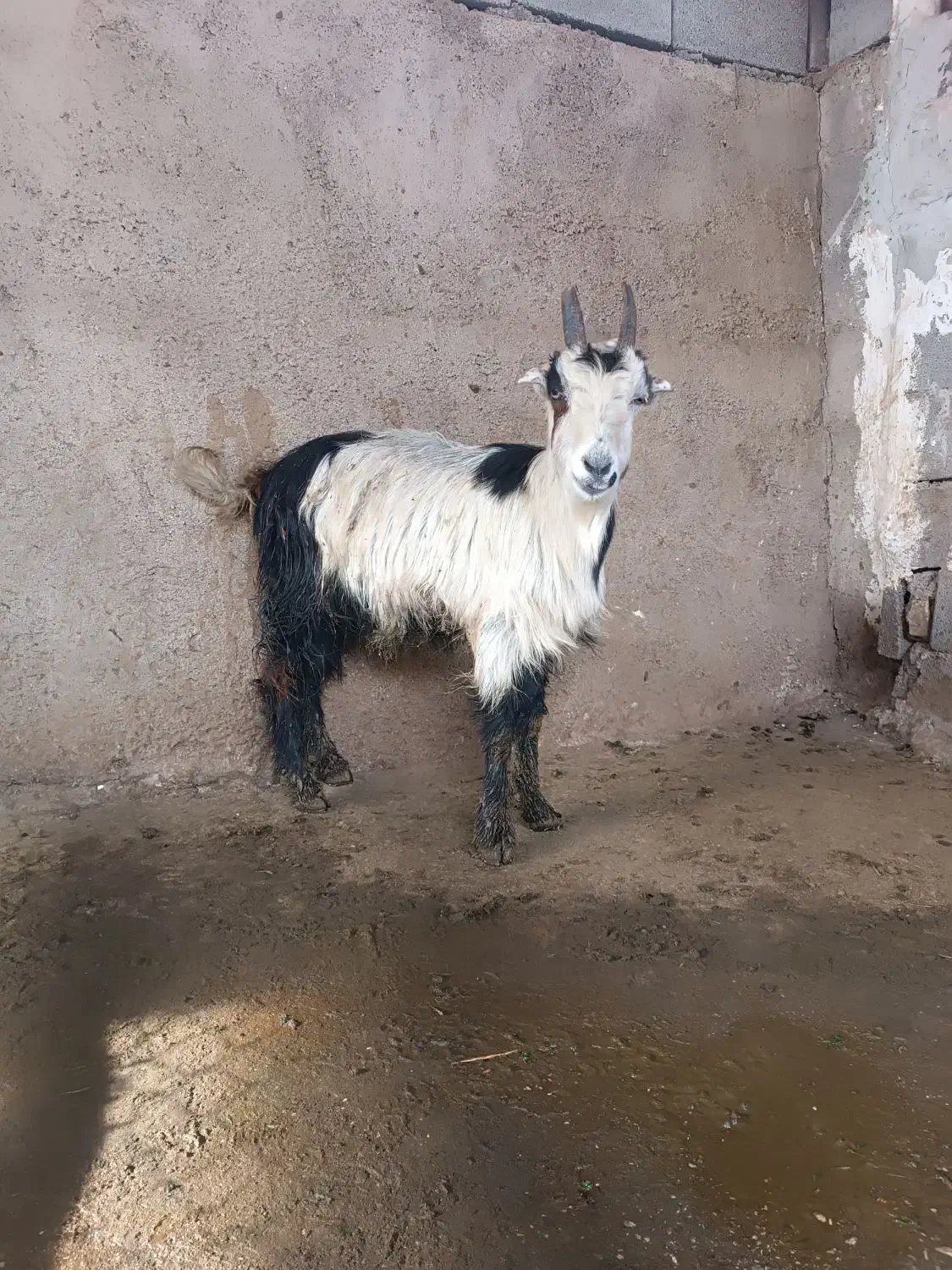 بز.|حیوانات مزرعه|شوشتر, |دیوار