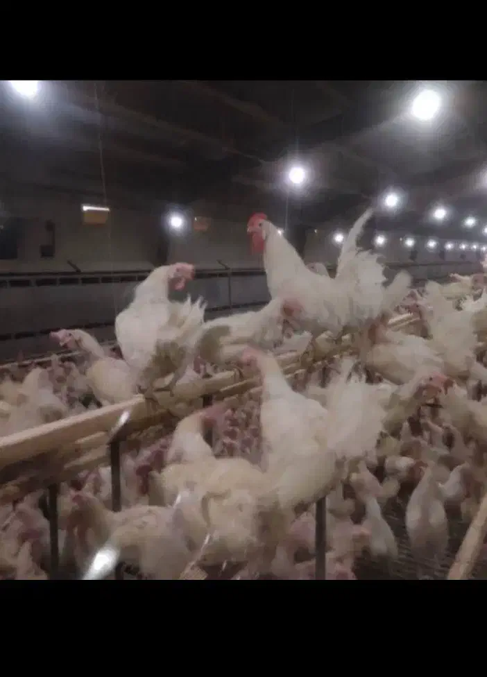 مرغ سفیدتاج کج تخمگذار جوان|حیوانات مزرعه|قائن, |دیوار