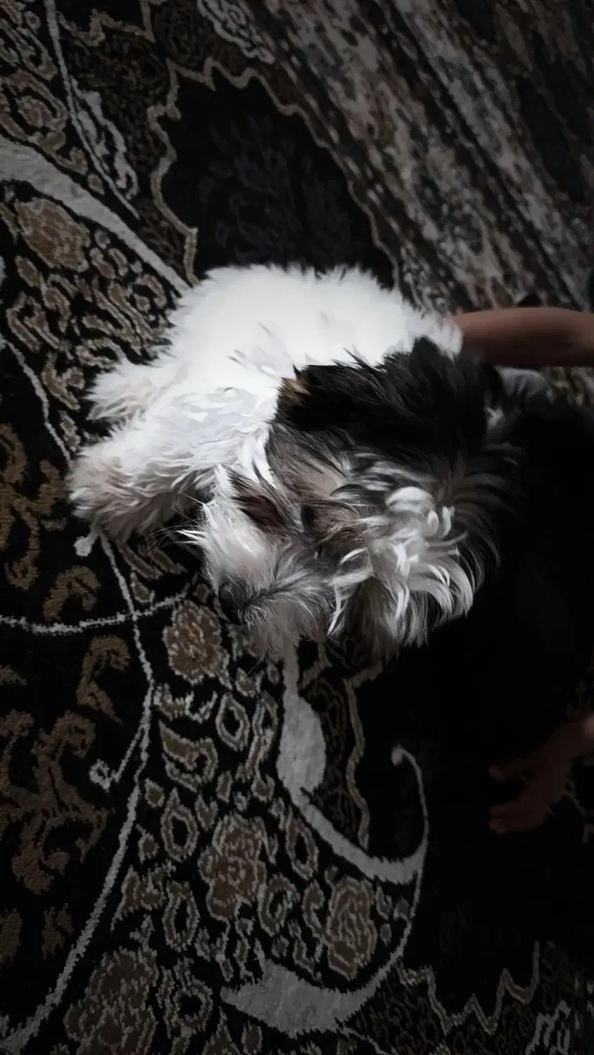 پسر خوشگل|سگ|یاسوج, |دیوار