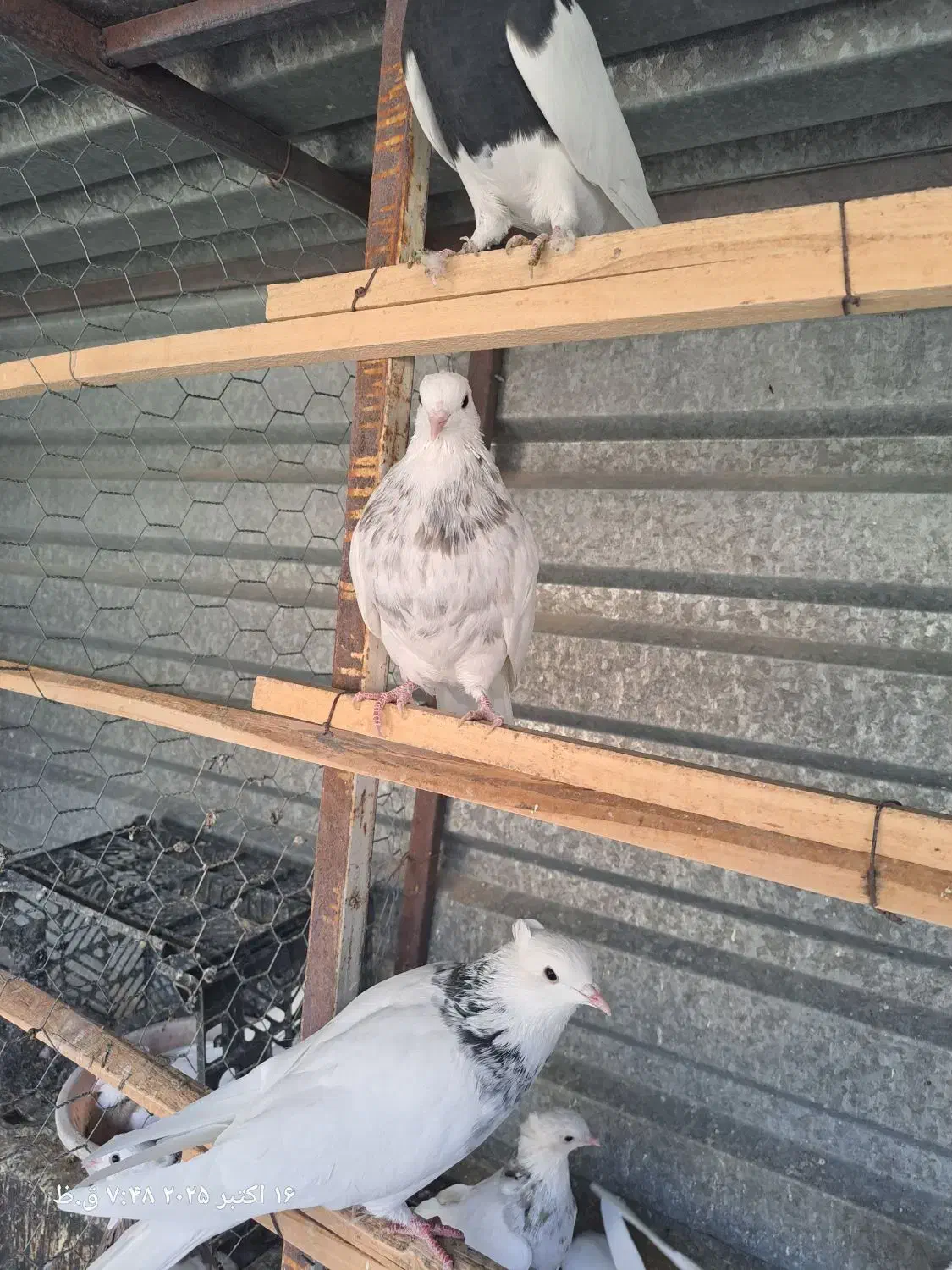 کبوتر طوقی|پرنده|سقز, |دیوار