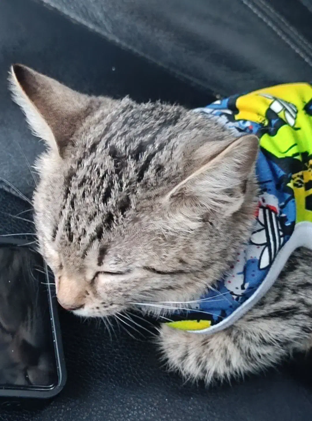 بچه گربه|گربه|کرج, گوهردشت|دیوار