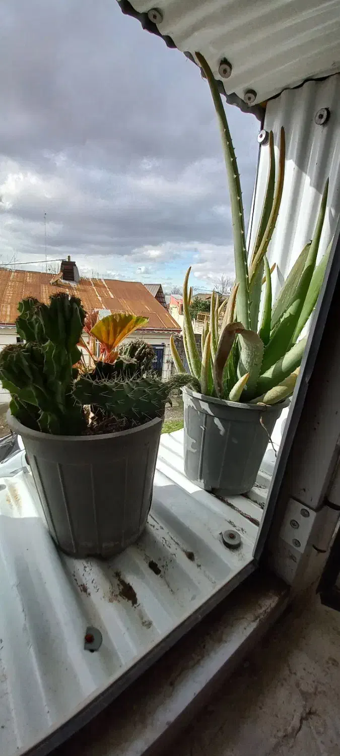 گل آلوورا پر|گل و گیاه طبیعی|رشت, جانبازان|دیوار