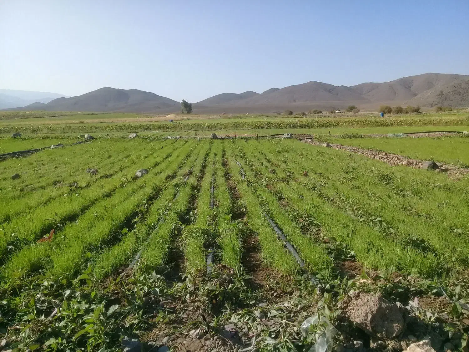 نشا پیاز سفید بذر مینرواسیوان|گل و گیاه طبیعی|درب بهشت, |دیوار