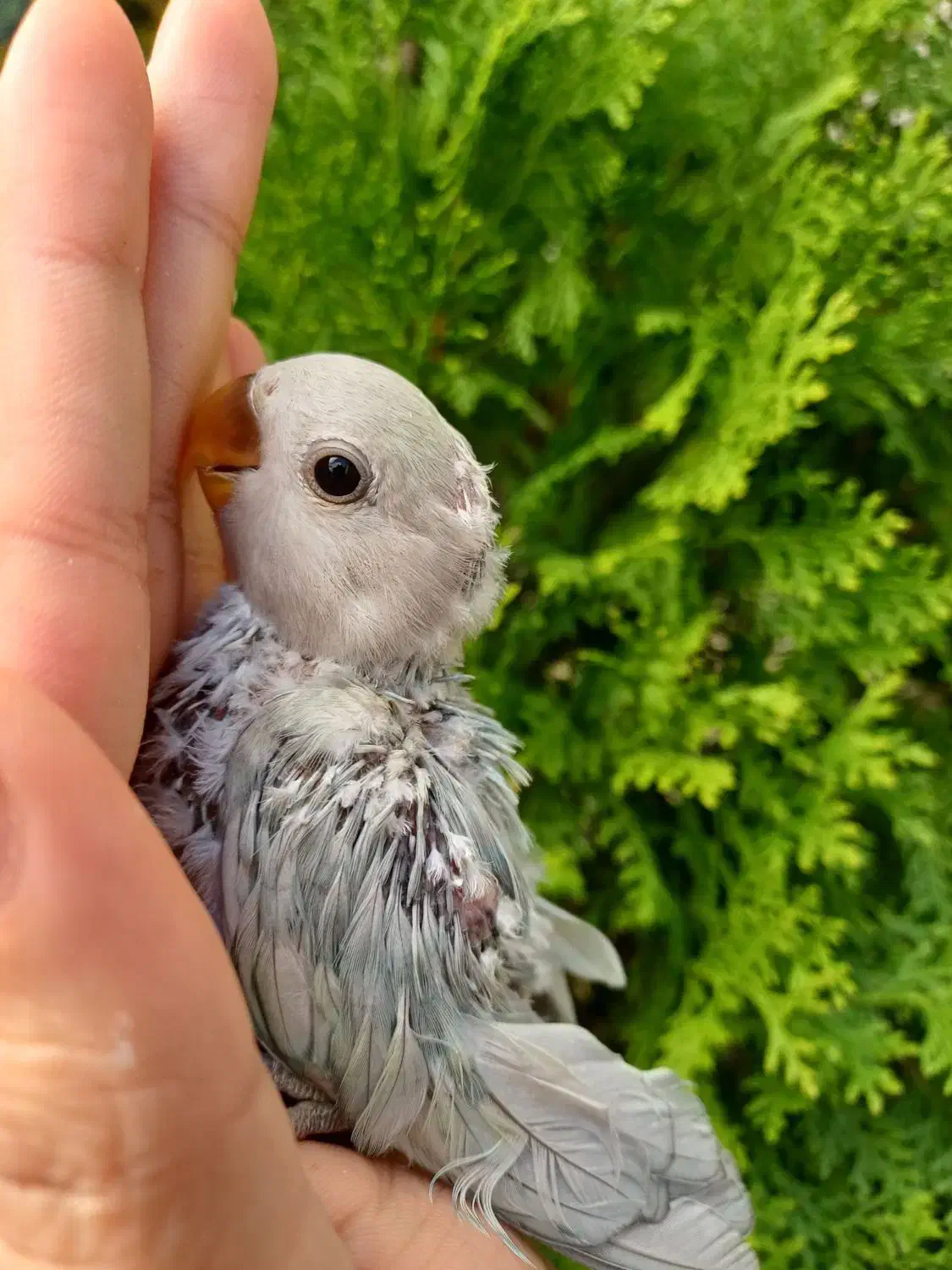 طوطی برزیلی سرلاکی قفس|پرنده|محلات, |دیوار