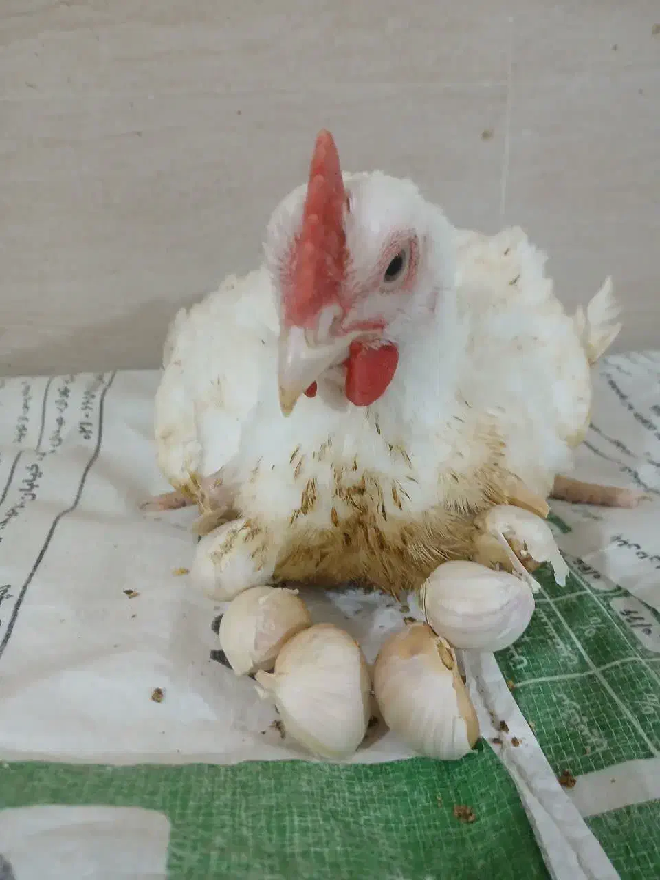 مرغ ارگانیک بدون هیچ داروی صنعتی|خوردنی و آشامیدنی|شهریار, رنگرز|دیوار