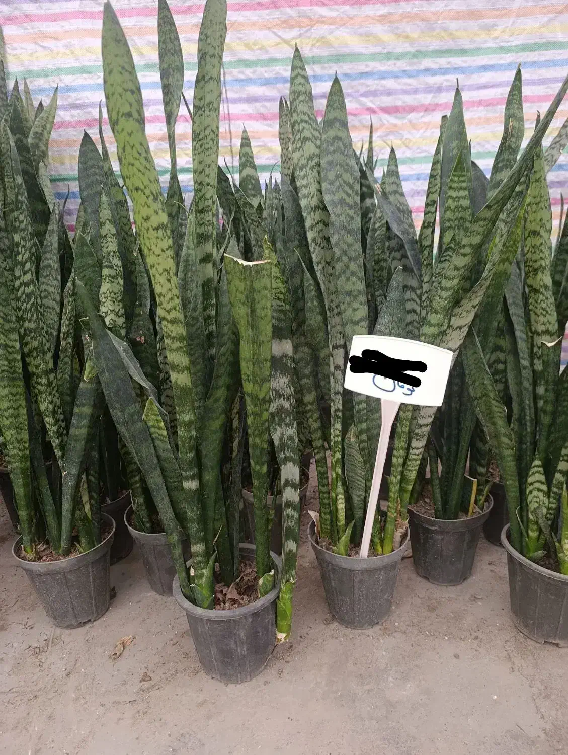 حراج واقعی سانسوریا به مناسبت روز مادر|گل و گیاه طبیعی|مشهد, کوی المهدی|دیوار