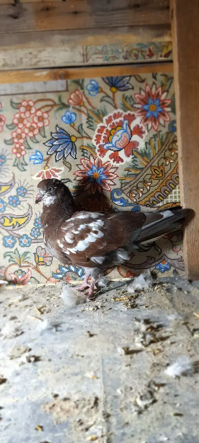 جوجه کفتر|پرنده|قم, هفت تیر|دیوار