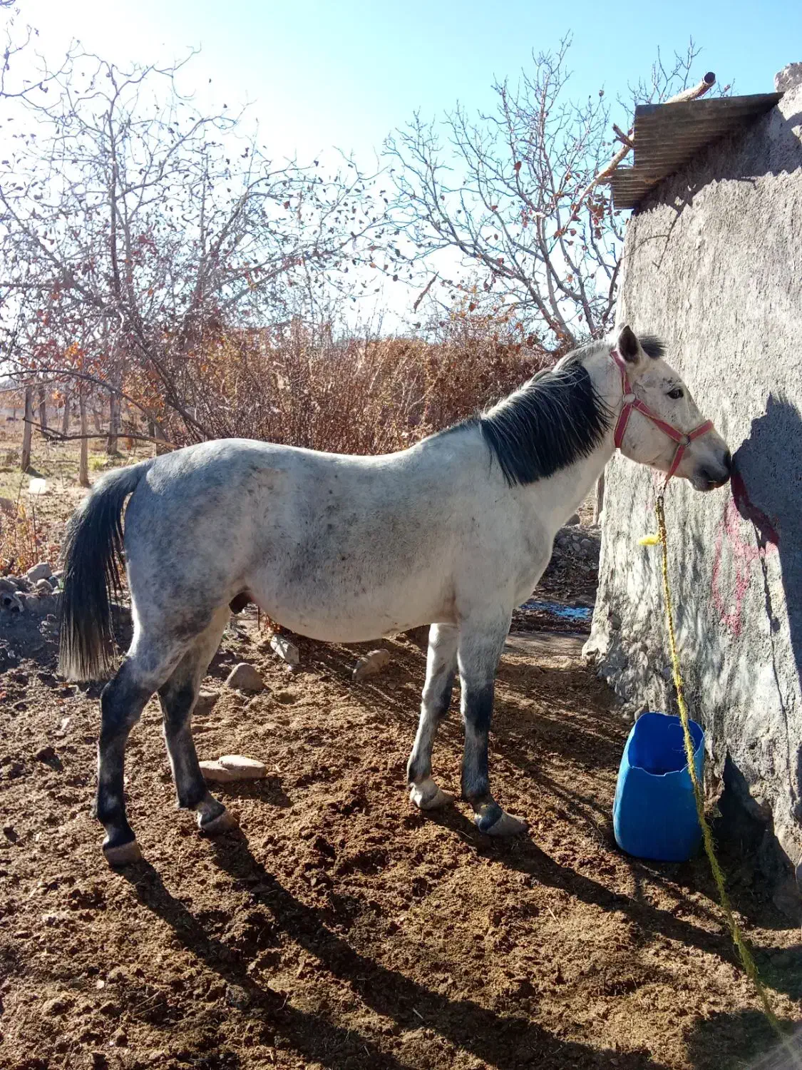 اسب|اسب و تجهیزات اسب‌سواری|رابر, |دیوار