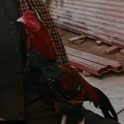 خروس جوانه|حیوانات مزرعه|سراوان, |دیوار