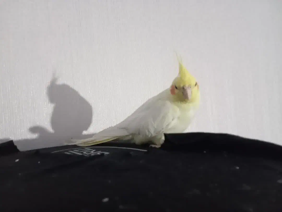 پرنده|پرنده|مشگین شهر, |دیوار