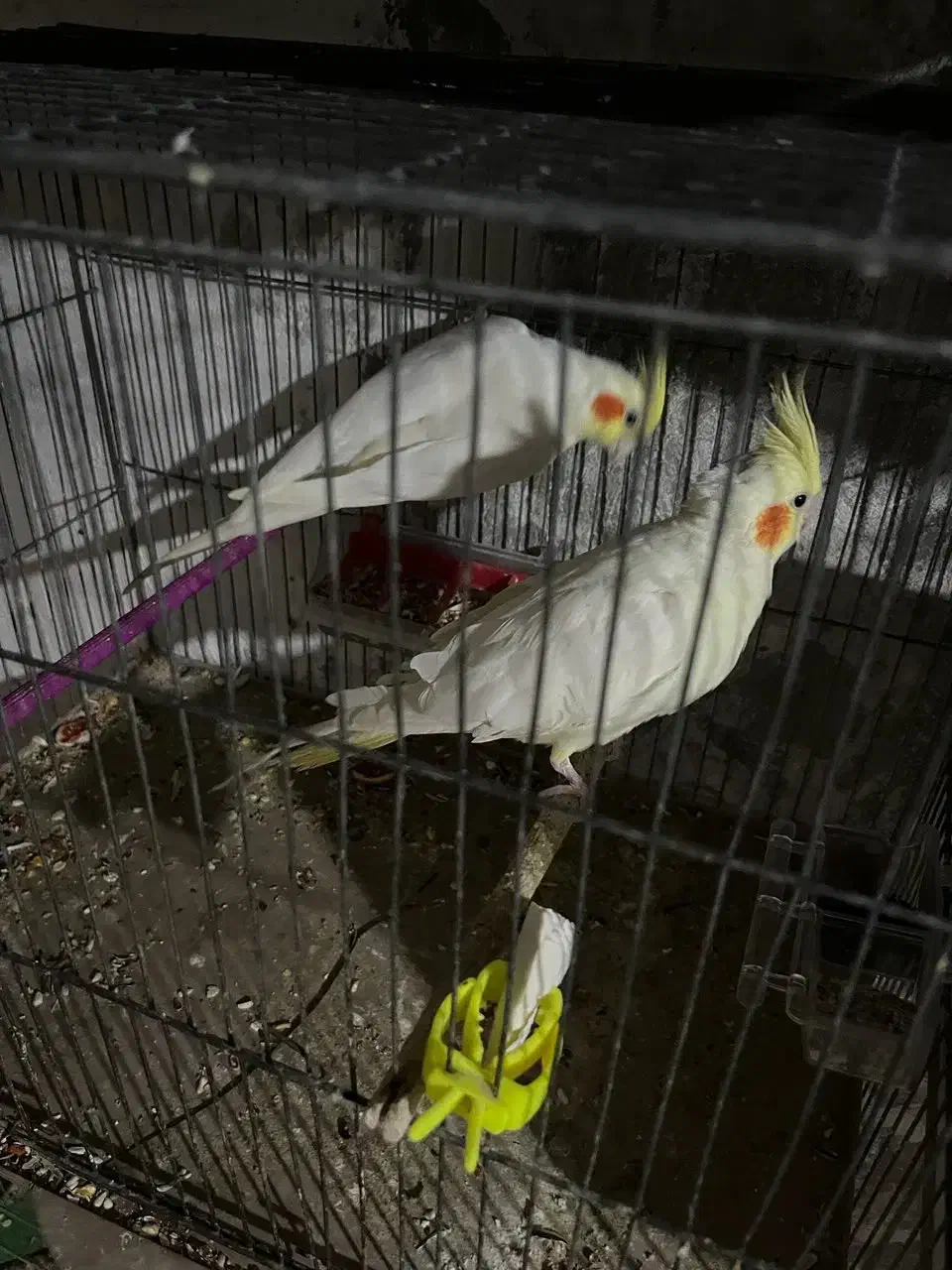 عروس هلندی جفت به شرط نطفه|پرنده|شاهین‌شهر, حافظ شمالی|دیوار